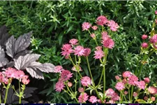 Astrantia major 'Venice'®