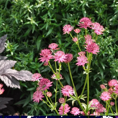 Astrantia major 'Venice'®