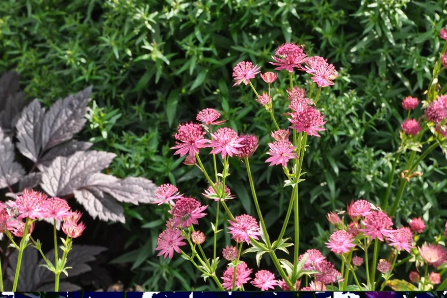 Astrantia major 'Venice'®