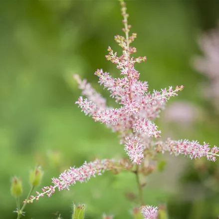 Astilbe chinensis 'Spotlight'