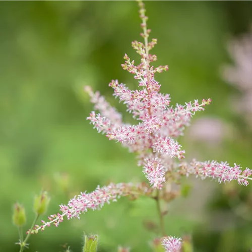 Astilbe chinensis 'Spotlight'