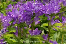 Campanula glomerata 'Freya'