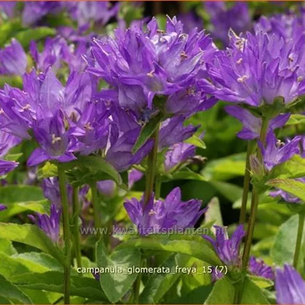 Campanula glomerata 'Freya'