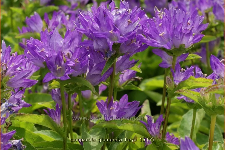 Campanula glomerata 'Freya'