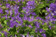 Campanula glomerata 'Freya'