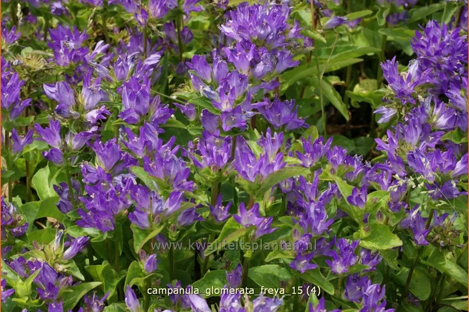 Campanula glomerata 'Freya'