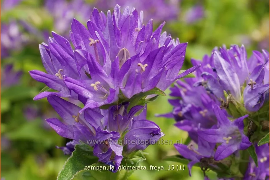 Campanula glomerata 'Freya'