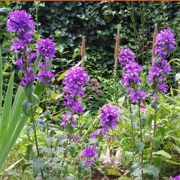 Campanula glomerata 'Joan Elliott'