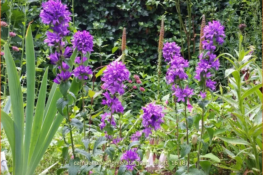 Campanula glomerata 'Joan Elliott'