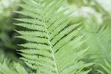 Athyrium filix-femina