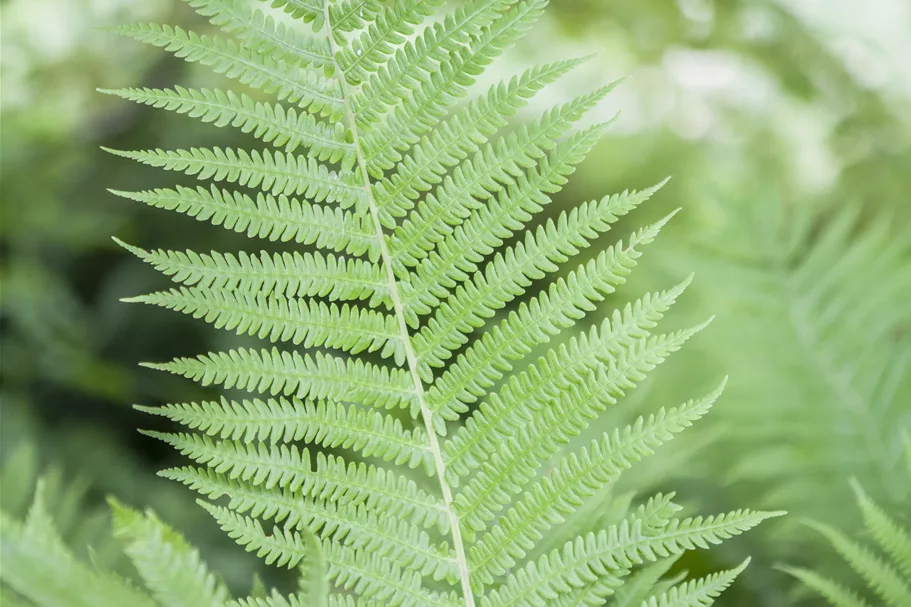 Athyrium filix-femina