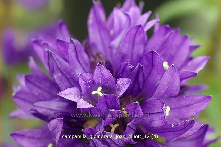 Campanula glomerata 'Joan Elliott'