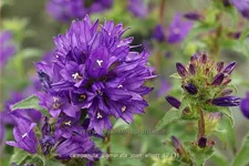Campanula glomerata 'Joan Elliott'