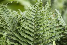Athyrium filix-femina