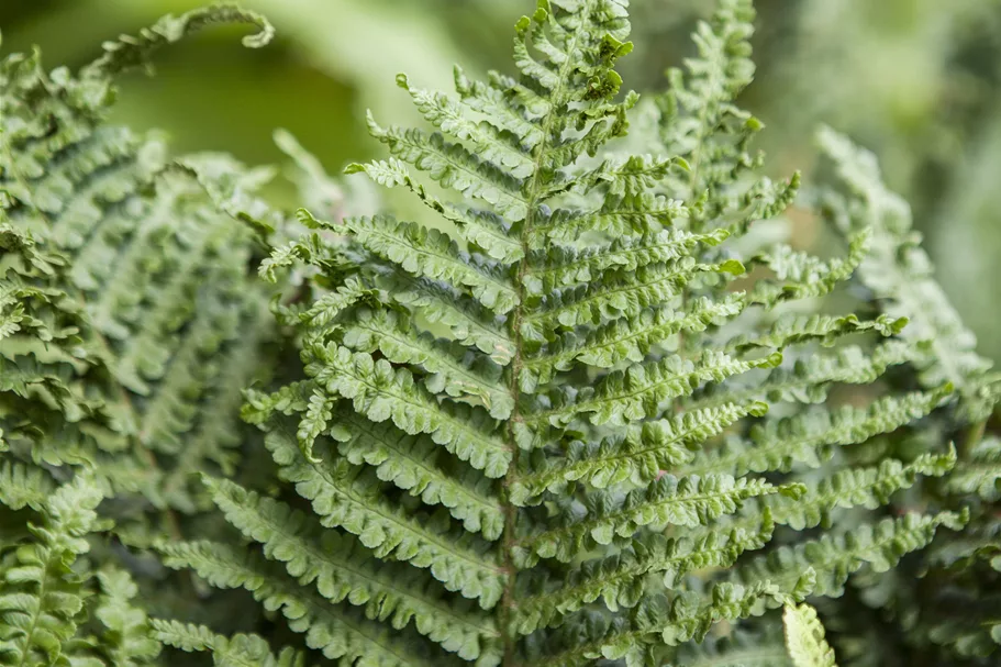 Athyrium filix-femina