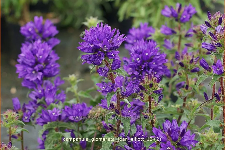 Campanula glomerata 'Joan Elliott'