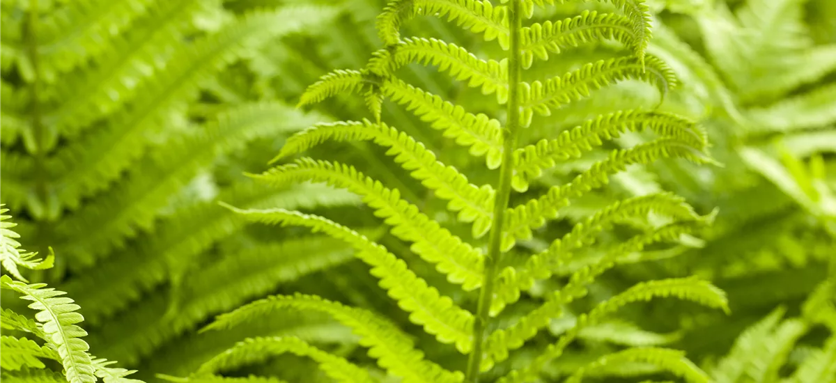 Athyrium filix-femina 'Rotstiel'