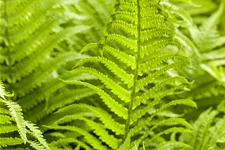 Athyrium filix-femina