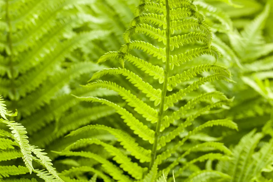 Athyrium filix-femina