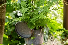 Athyrium filix-femina