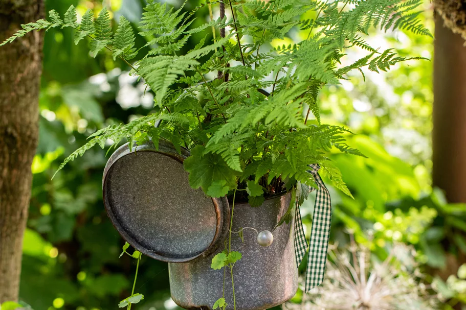 Athyrium filix-femina