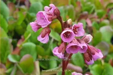 Bergenia cordifolia 'Rotblum'