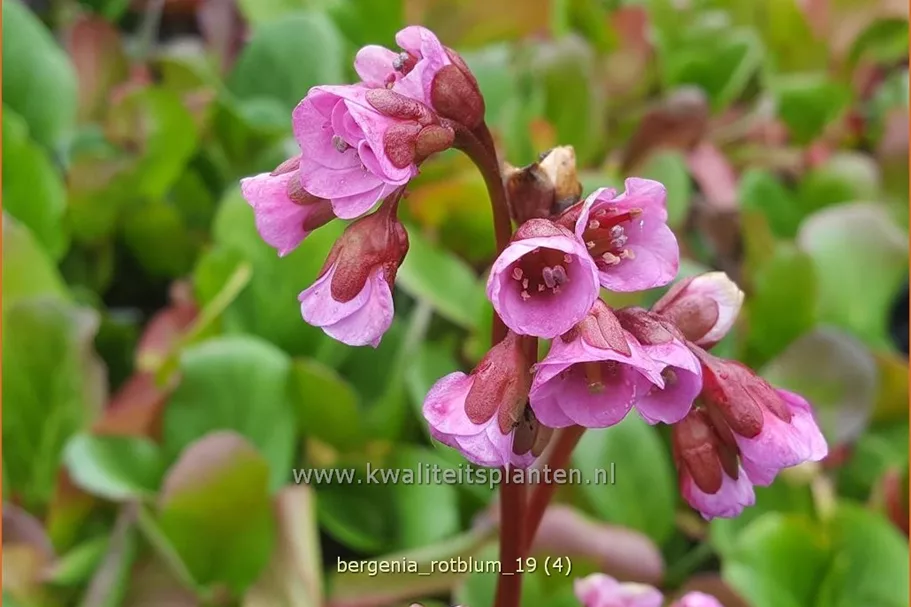 Bergenia cordifolia 'Rotblum'