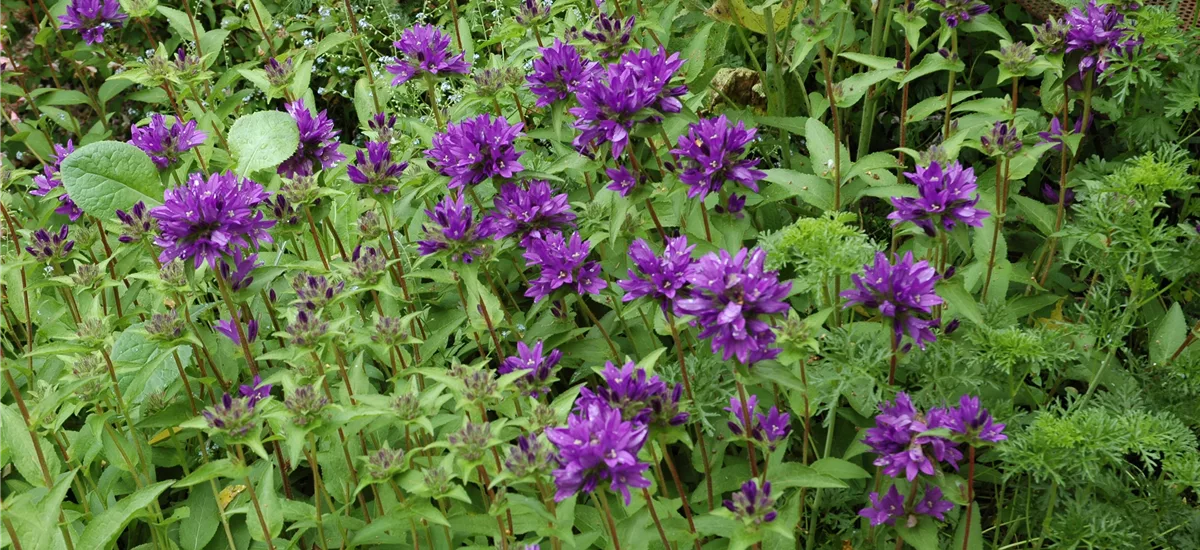 Campanula glomerata 'Superba'