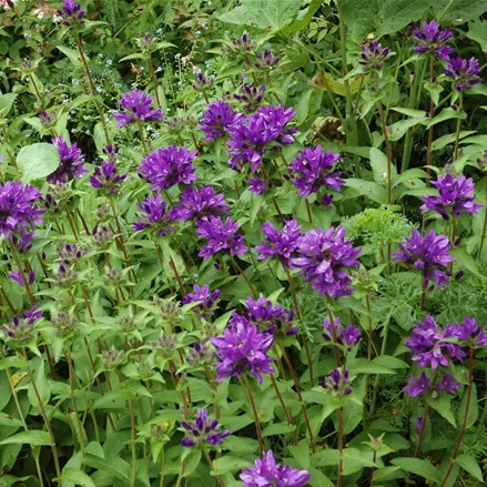Campanula glomerata 'Superba'