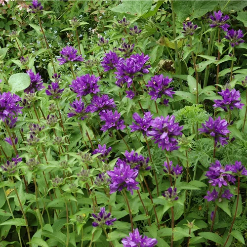 Campanula glomerata 'Superba'