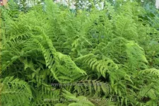 Athyrium filix-femina 'Lady in Red'