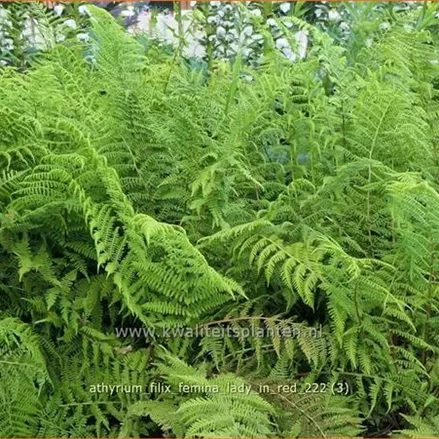 Athyrium filix-femina 'Lady in Red'