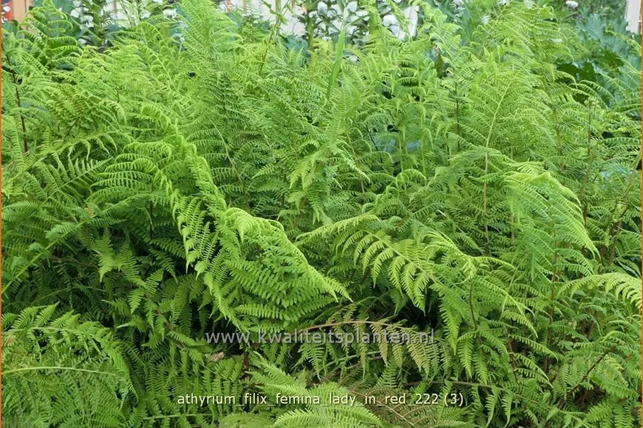 Athyrium filix-femina 'Lady in Red'