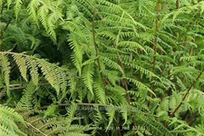 Athyrium filix-femina 'Lady in Red'