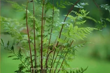 Athyrium filix-femina 'Lady in Red'