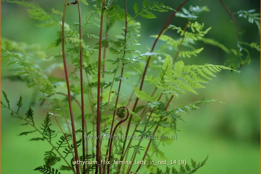 Athyrium filix-femina 'Lady in Red'