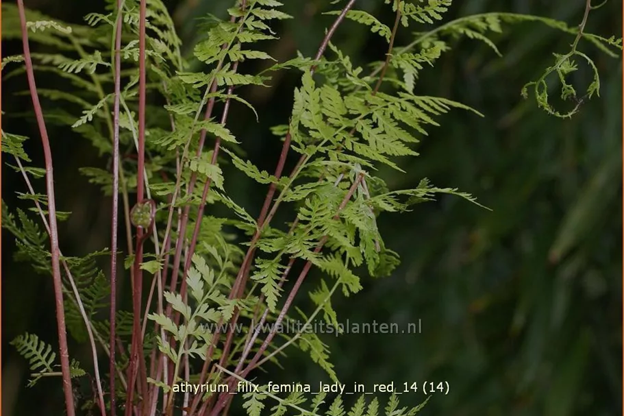 Athyrium filix-femina 'Lady in Red'