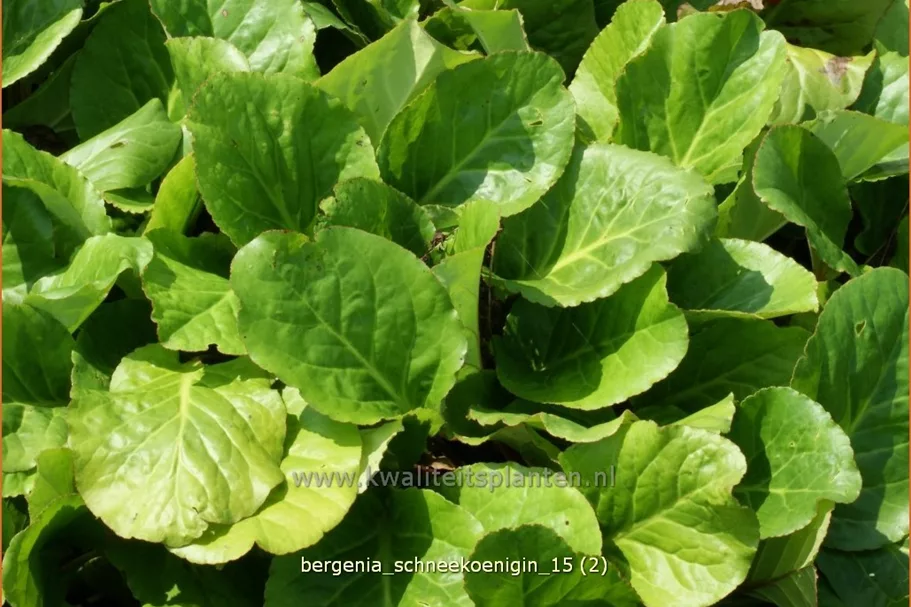Bergenia cordifolia 'Schneekönigin'®