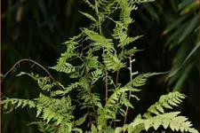 Athyrium filix-femina 'Lady in Red'