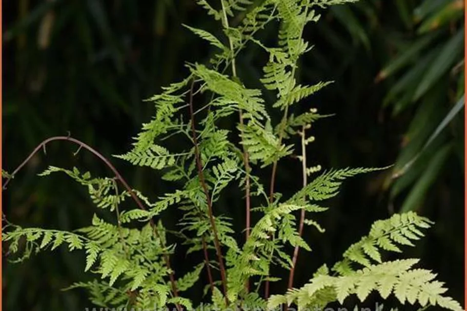 Athyrium filix-femina 'Lady in Red'
