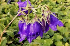 Campanula punctata 'Kent Belle'