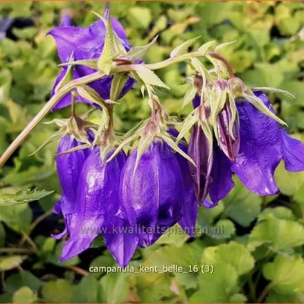 Campanula punctata 'Kent Belle'