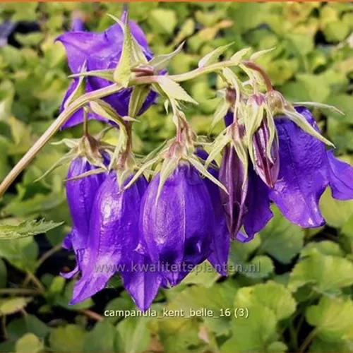 Campanula punctata 'Kent Belle'