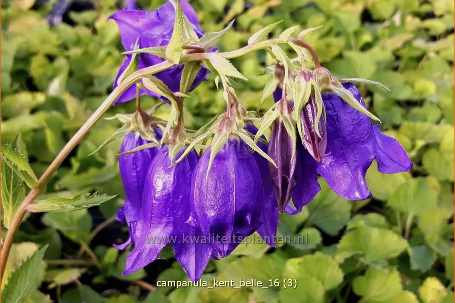 Campanula punctata 'Kent Belle'