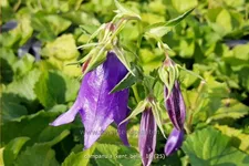 Campanula punctata 'Kent Belle'