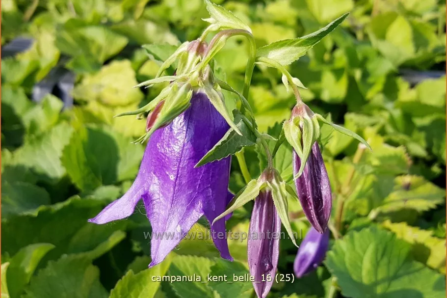 Campanula punctata 'Kent Belle'
