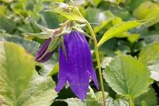 Campanula punctata 'Kent Belle'