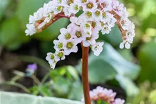 Bergenia cordifolia 'Schneekönigin'®