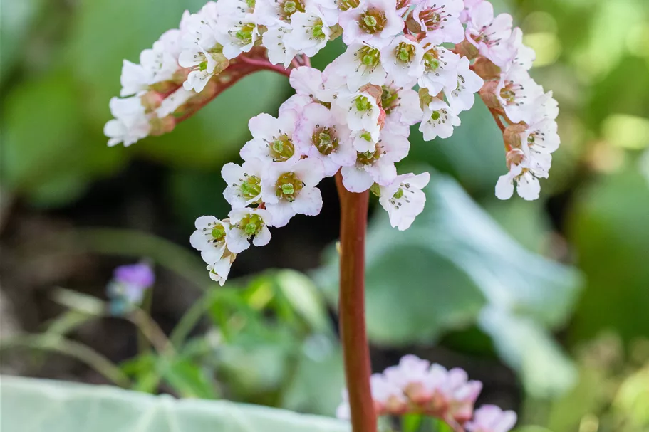 Bergenia cordifolia 'Schneekönigin'®
