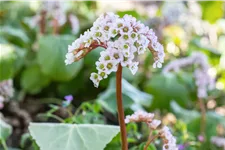 Bergenia cordifolia 'Schneekönigin'®